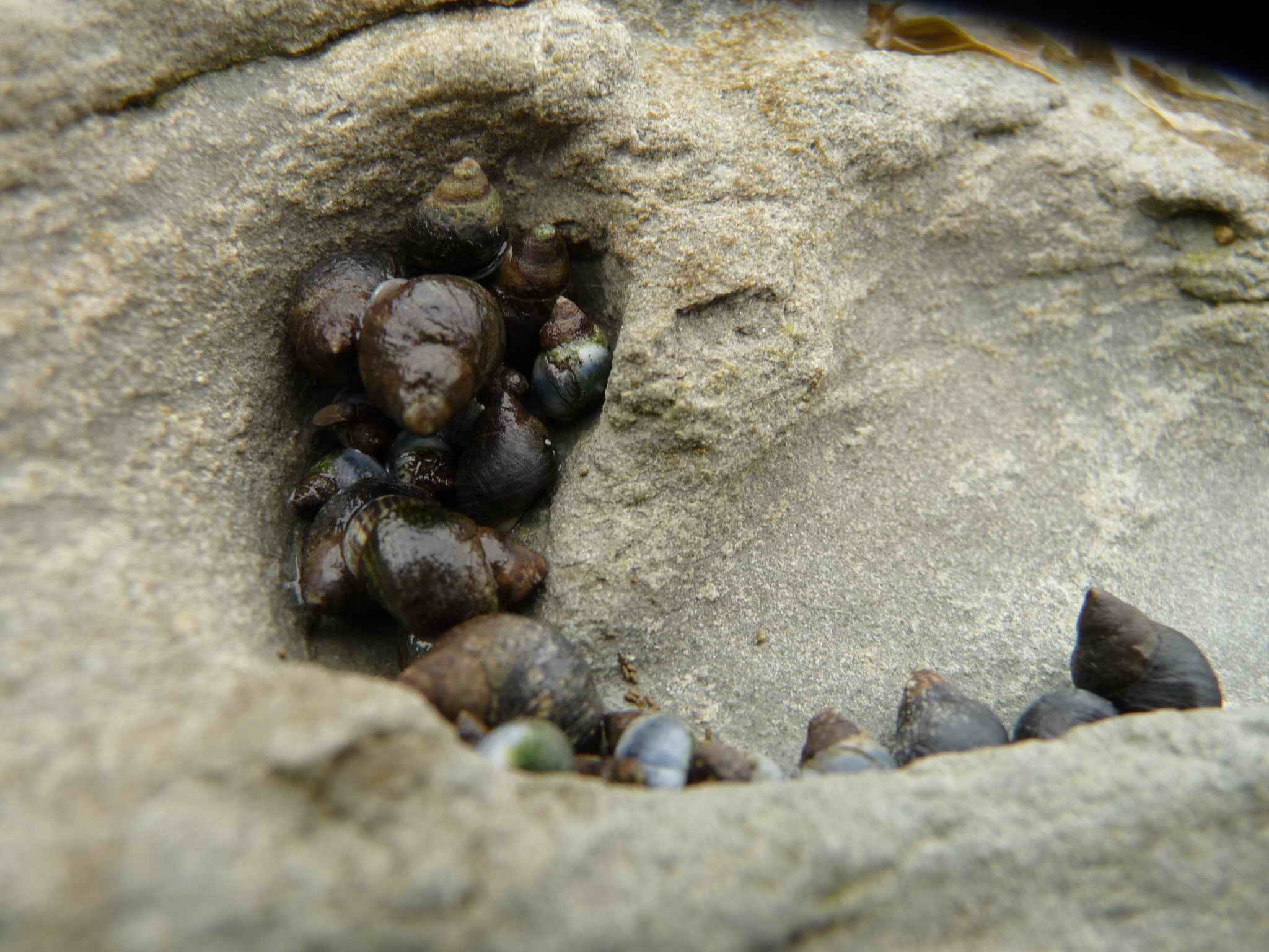 krásné věci jsme nacházeli na Shoreline Walk, v neděli, za odlivu